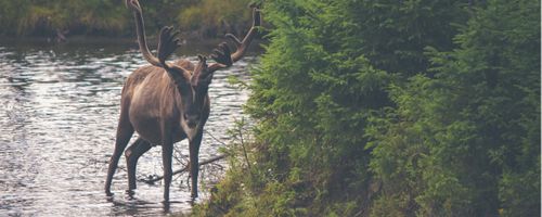 Different levels and standards that divide courses into different categories